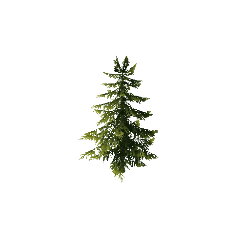 conifer tree2A